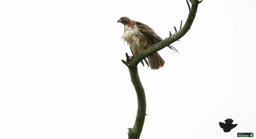 A bird of prey, likely a hawk, perched on a high, bare branch of a tree against a white sky. A smaller bird silhouette is seen flying in the bottom right corner.