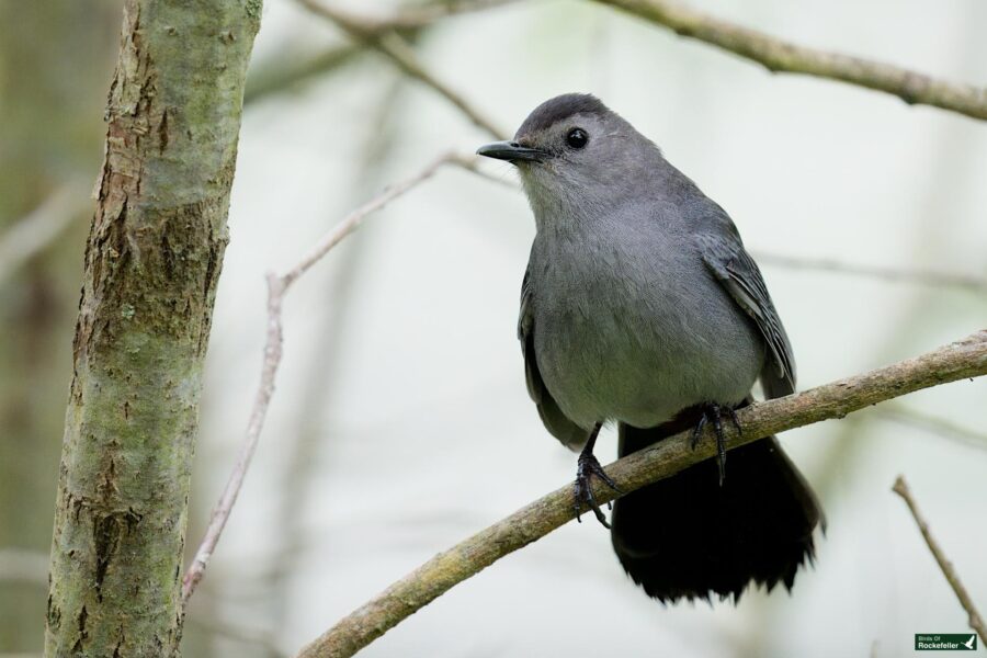 A small grey bird with a slightly darker head and black tail sits perched on a thin branch in a forested area.