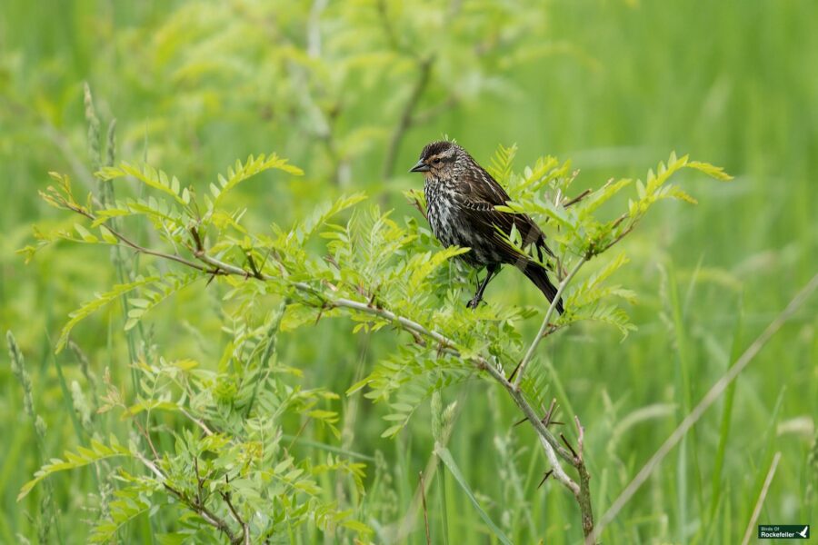 A small brown and black bird perches on a green leafy branch amidst a lush grassy background.