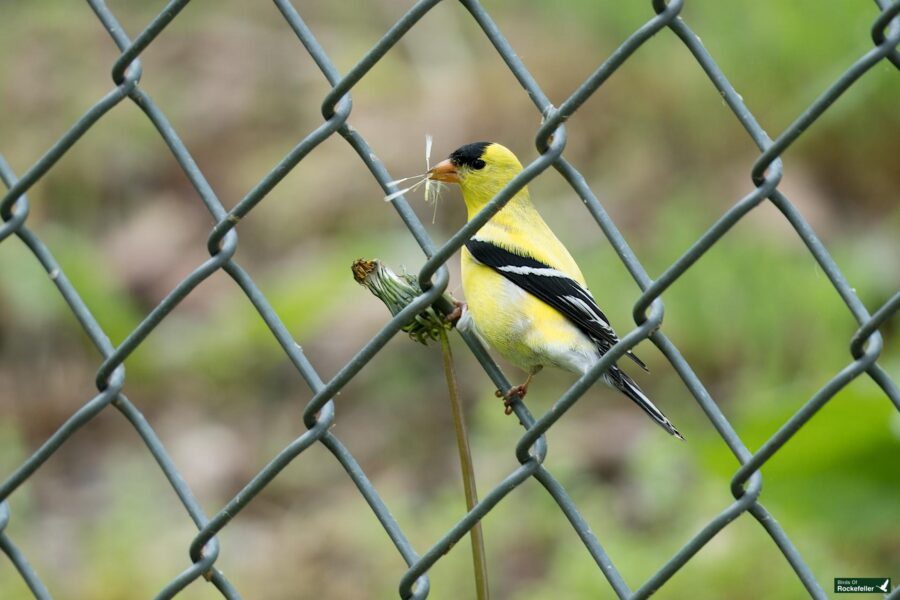 A small yellow and black bird is perched on a flower stem behind a metal wire fence, with a feather in its beak.