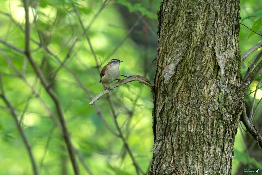 A small bird perches on a thin branch next to a tree trunk in a dense green forest.