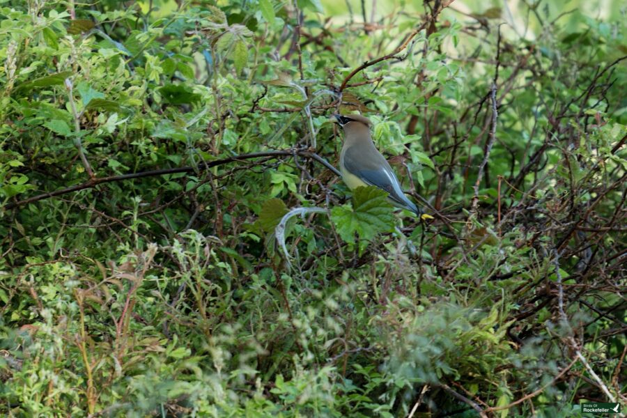 A bird with a yellowish-brown body and a crest on its head perched on a branch amidst dense green foliage.