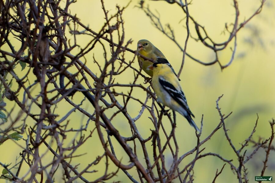 Two small birds with yellow and black feathers perched on the branches of a dry, leafless shrub against a blurred yellow background.