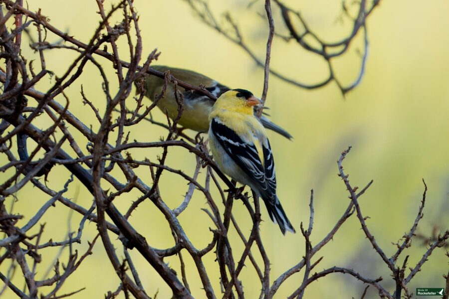 A small black, white, and yellow bird perches on bare tree branches, looking to the side. Another bird is partially visible, positioned behind the first bird. The background is blurred.