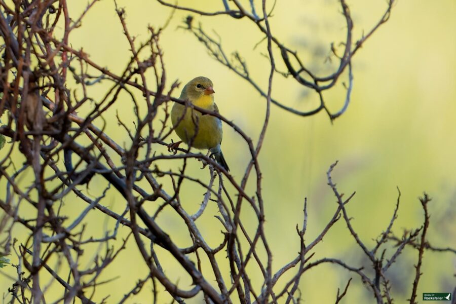 A small yellow bird is perched on a tangle of bare branches against a blurred yellow-green background.
