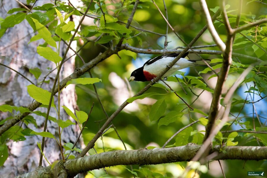 A bird with black, white, and red plumage is perched on a tree branch amidst green leaves in a forested area.