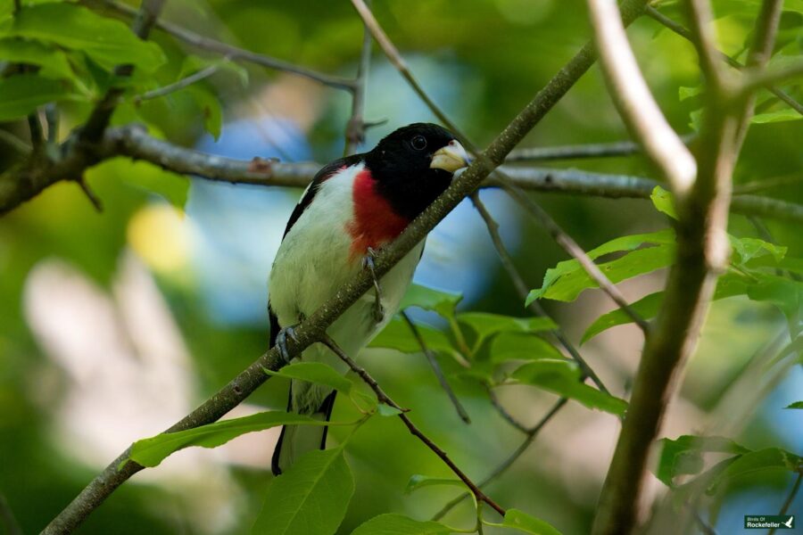 A small bird with a red chest, black head, and white belly is perched on a branch among green leaves.