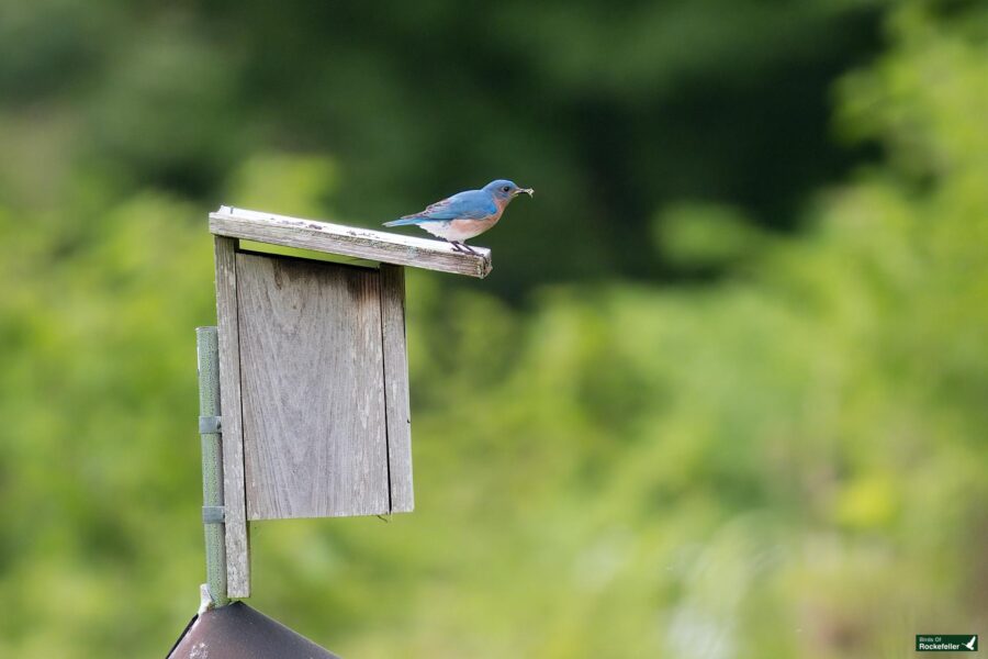 A bluebird is perched on a wooden birdhouse with a grasshopper in its beak. The background is filled with lush green foliage.