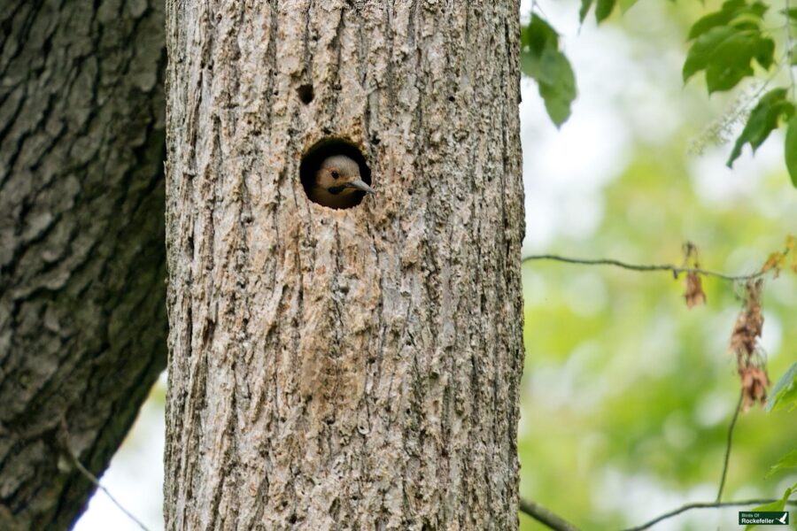 A small bird peeks out from a hole in a tree trunk in a forested area. The bark of the tree is rough, and green foliage is visible in the background.