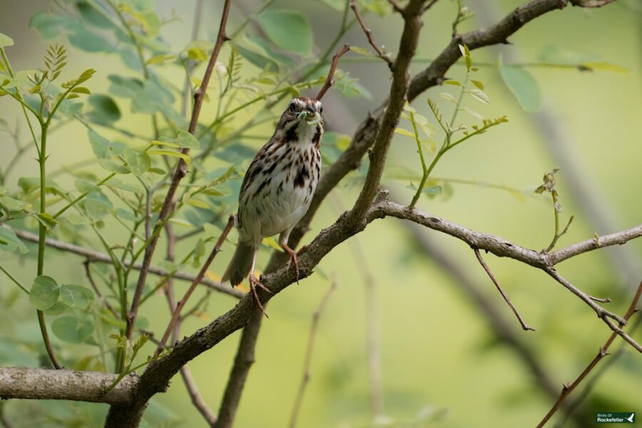 A small bird with streaked plumage perches on a tree branch surrounded by green leaves, holding a small green insect in its beak.