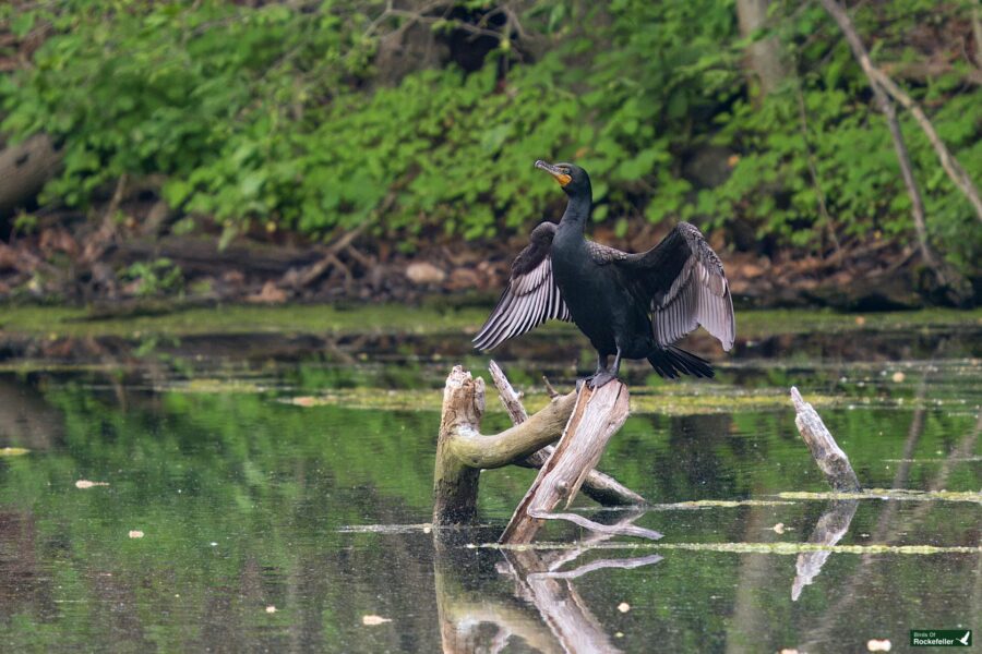 A black cormorant spreads its wings while perched on a dead branch protruding from a calm, reflective body of water, surrounded by greenery.