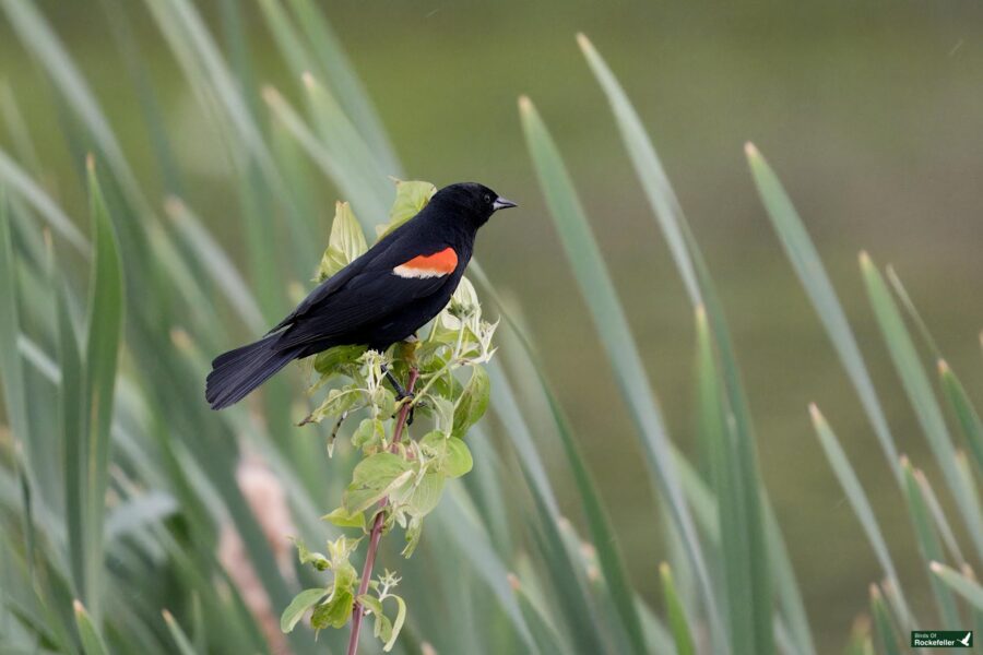 A black bird with a distinctive red and yellow patch on its wing perches on a leafy green plant, surrounded by tall grass-like plants.