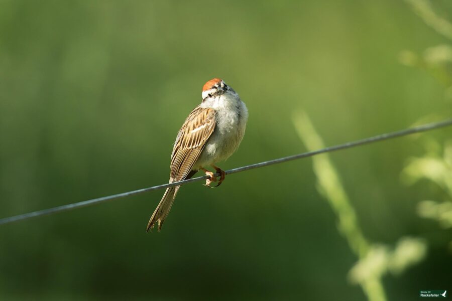 A small bird with brown and white feathers perches on a wire against a blurred green background.