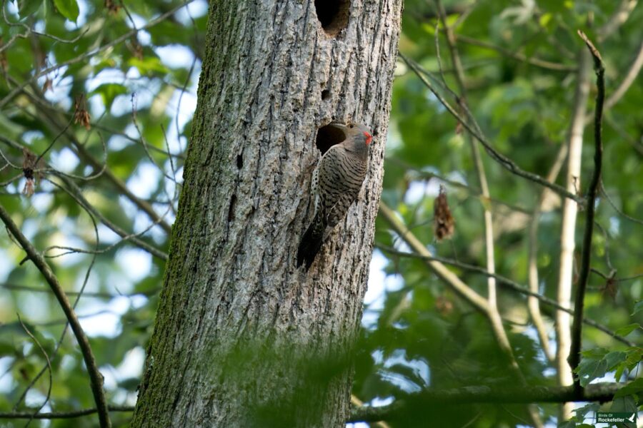 A woodpecker clings to the trunk of a tree with its head inside a hole. The tree has rough bark and is surrounded by green foliage.