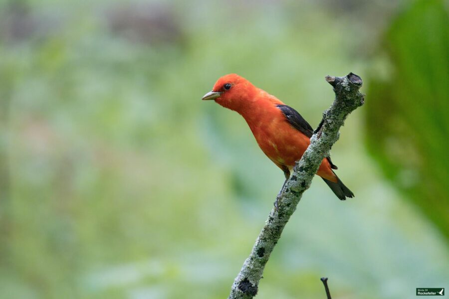 A bright red bird with a black wing sits on a lichen-covered branch against a blurred green background.