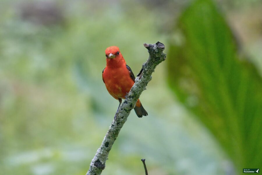 A small bright red bird with black wings sits perched on a thin branch against a blurred green background.