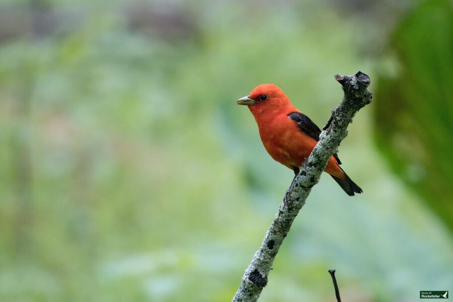 A bright red bird with black wings perched on a lichen-covered branch against a greenish blurred background.