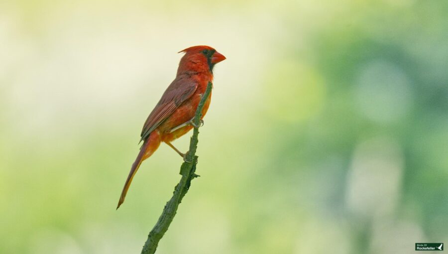 A red cardinal perches on a thin branch against a blurred green background.