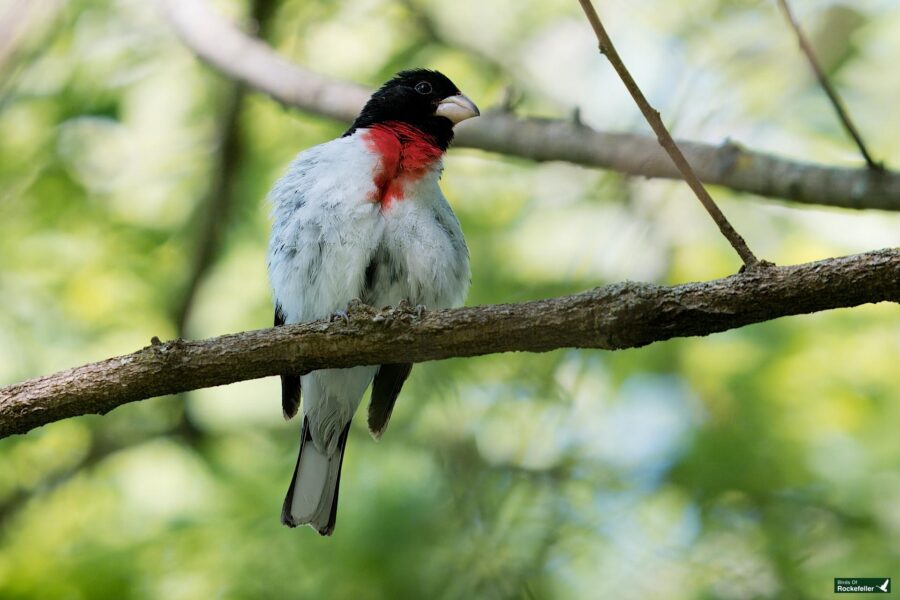 A bird with a black head, white body, and red neck perched on a tree branch with green foliage in the background.