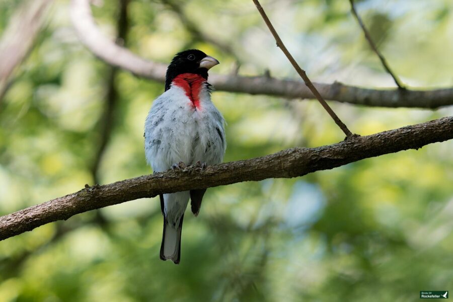 A small bird with a black head, red throat, white chest, and grey wings is perched on a branch against a blurred green background.