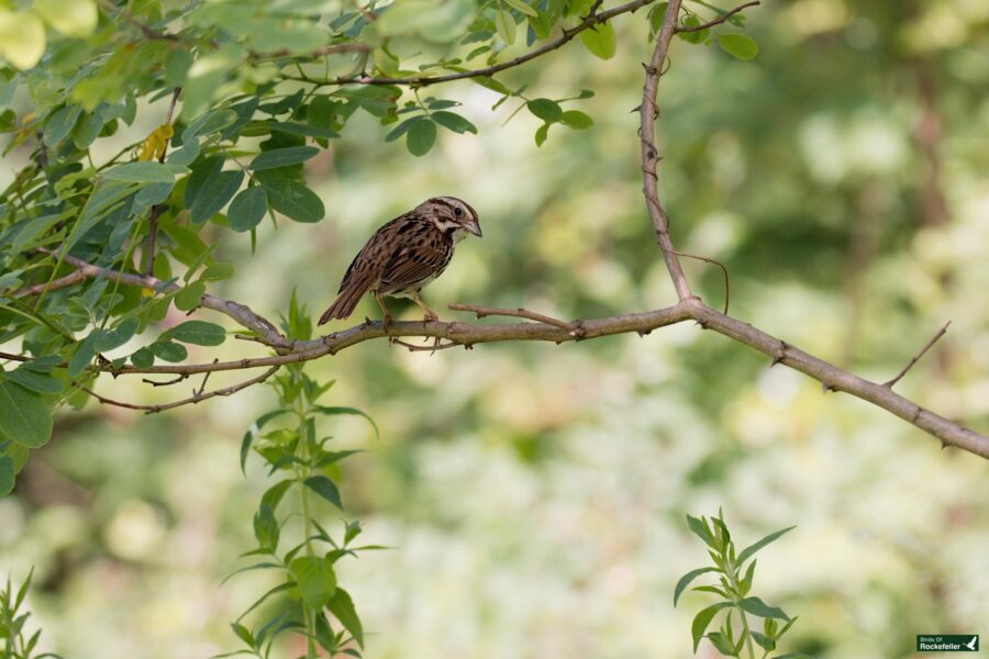 A small brown bird is perched on a branch surrounded by green leaves.