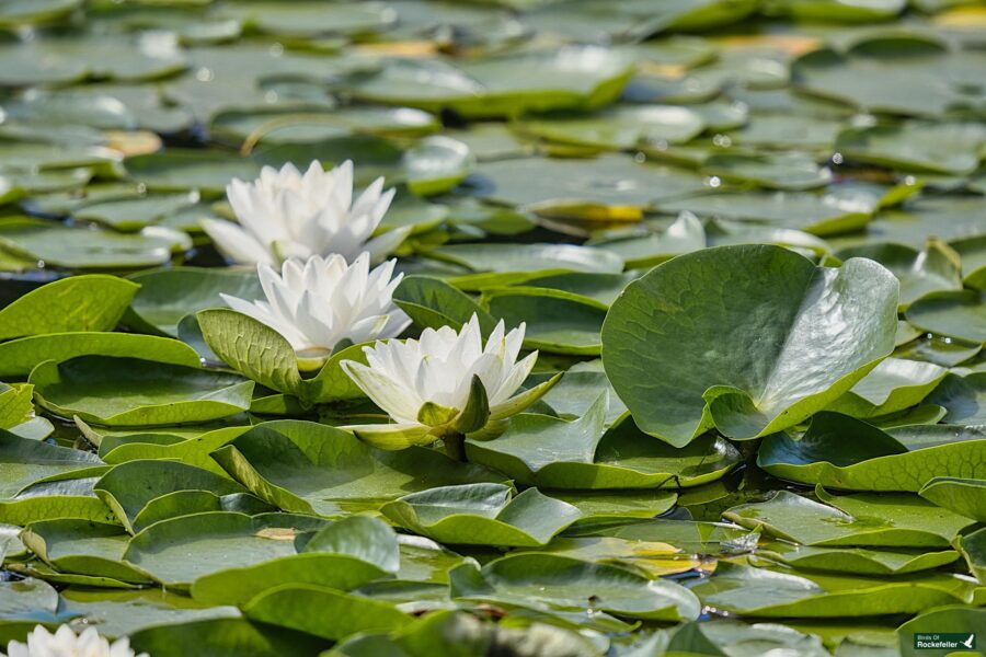 White water lilies blooming among green lily pads on a pond.