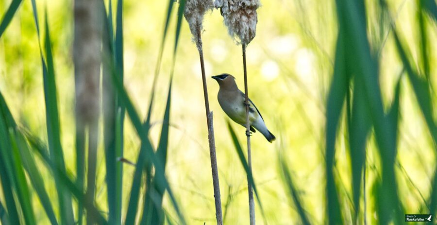 A small bird perched on a tall reed stalk amidst green foliage and soft sunlight. A &quot;Birds of Rockcliffe&quot; logo is visible in the bottom right corner.