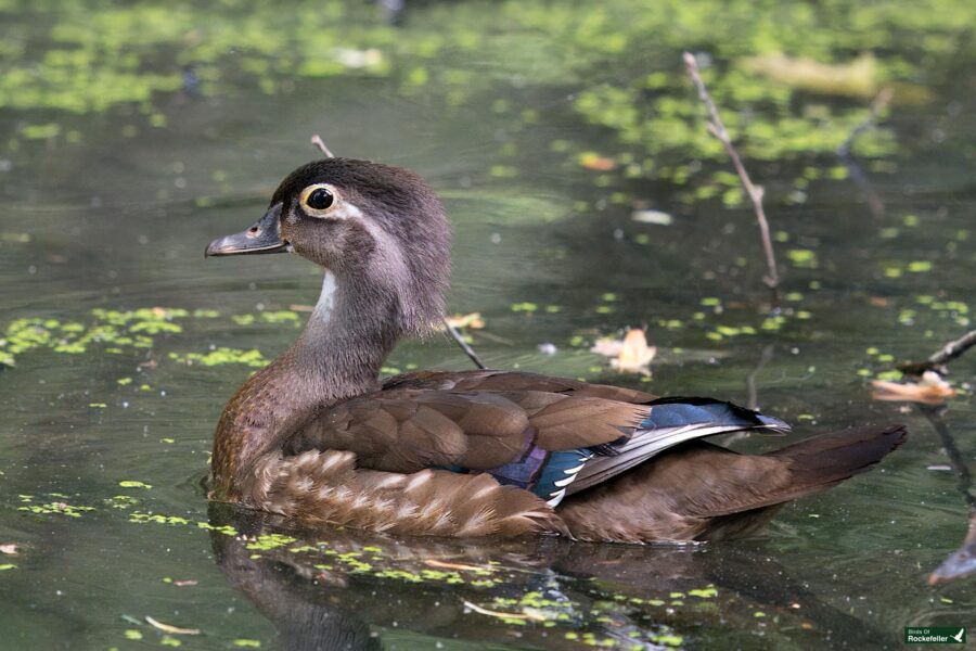 A brown duck with distinctive blue feathers on its wings swims in a pond covered with green vegetation.