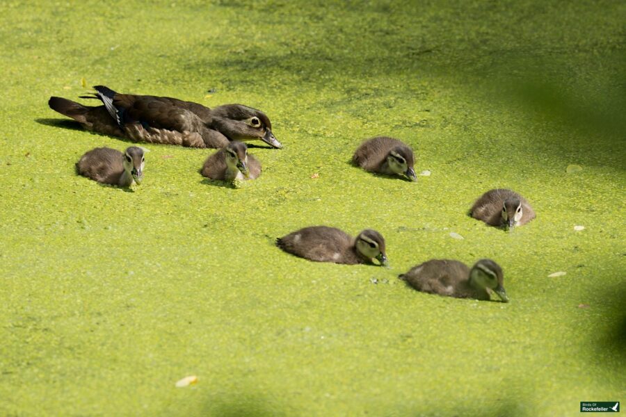 A duck swims alongside six ducklings on a pond covered with green algae.