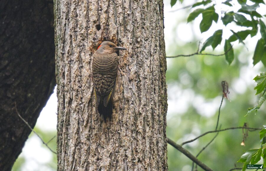 A woodpecker with barred brown and black feathers perches on a tree trunk near a hole, surrounded by green foliage.