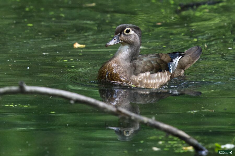 A duck swims on a calm, green pond, reflected in the water. Thin branches partially obstruct the view.