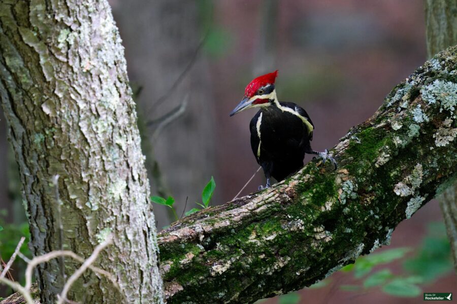 A woodpecker with a red crest perches on a mossy tree branch in a forest, surrounded by other trees and greenery.