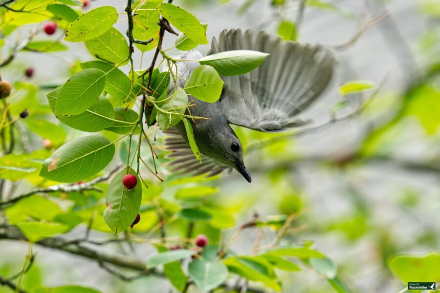 A small bird with gray plumage partially hidden among green leaves and red berries on a branch, appears to be in mid-flight or fluttering its wings.