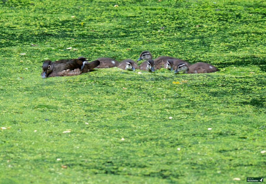 A group of ducks, including one adult and several ducklings, swim in a green, algae-covered body of water.