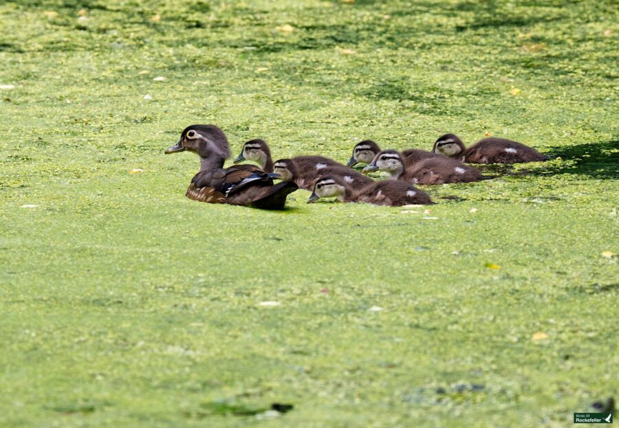 A mother duck swims in a green pond followed by six ducklings.