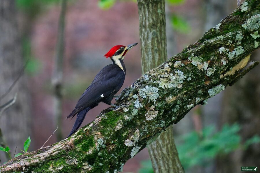 A black woodpecker with a red crest perches on a moss-covered tree branch in a forest setting.