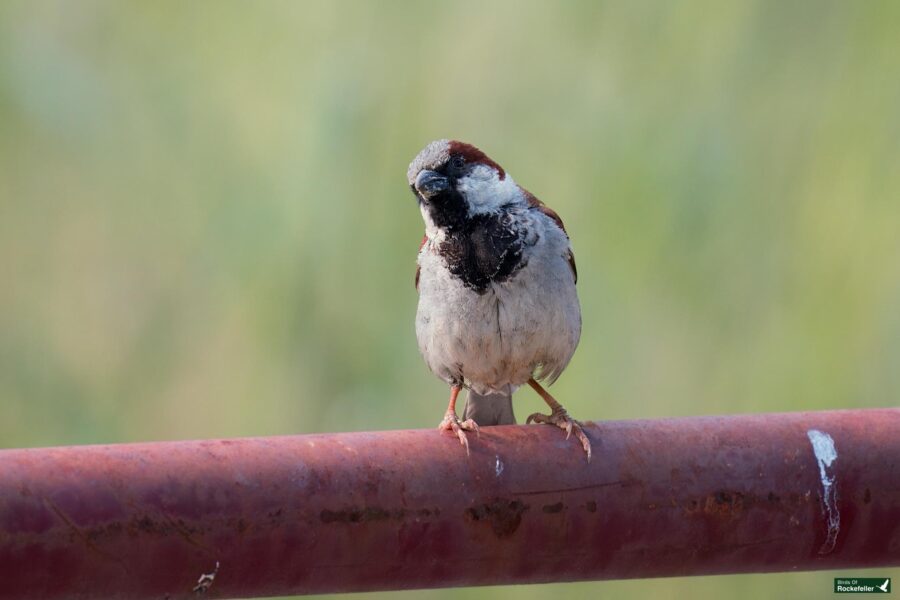 A small sparrow with a dark throat and light brown feathers perched on a rusted metal bar against a blurred green background.