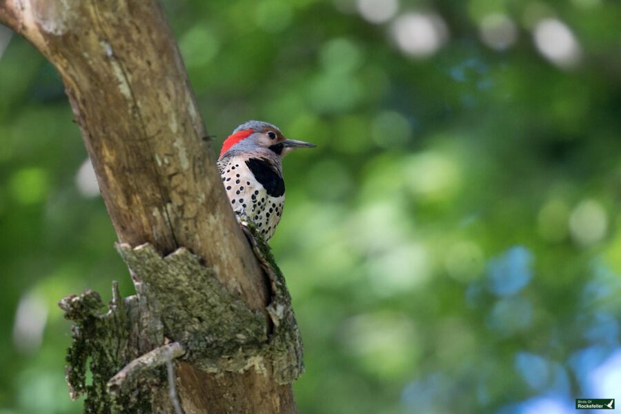 A bird with a speckled chest and a red patch on its head perches on a tree branch against a blurred green background.