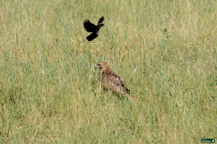 A bird of prey sits in tall grass as a smaller black bird hovers above it.