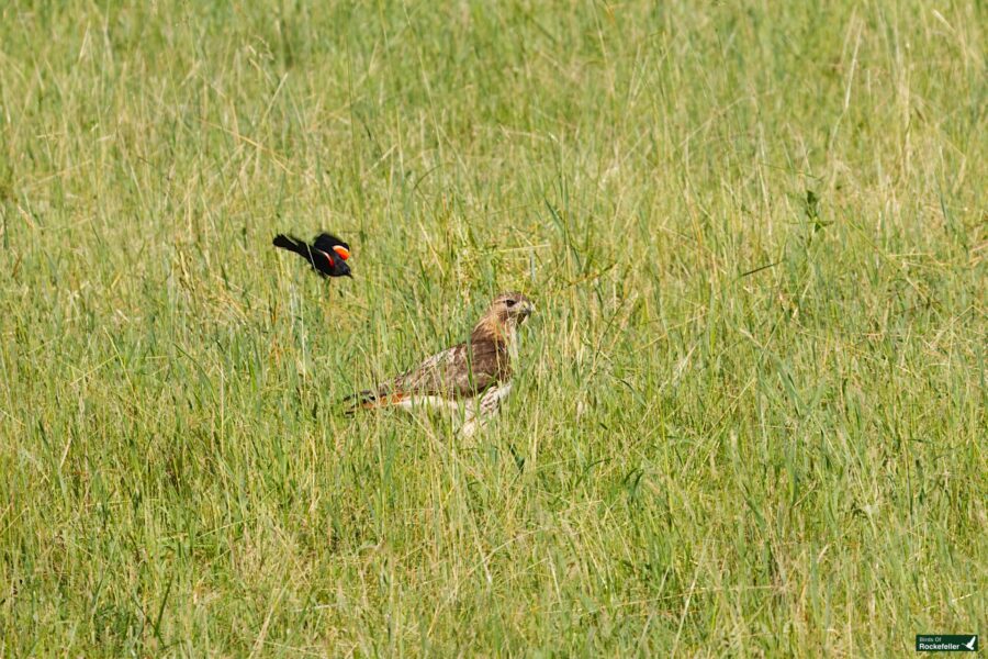 A hawk standing in tall grass is being attacked from behind by a smaller black bird with red and yellow markings on its wings.