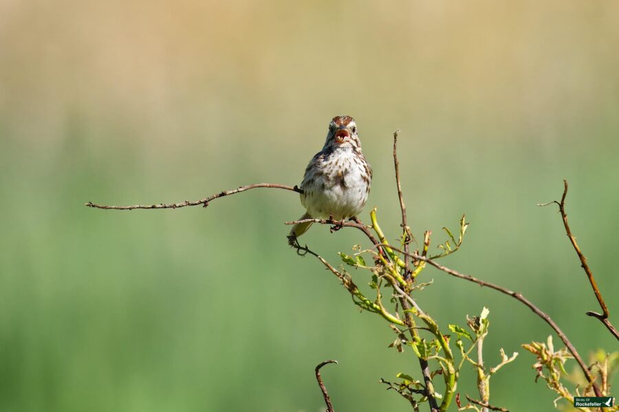 A small bird with speckled feathers is perched on a thin branch with green leaves, against a blurred background of greenery and light brown tones.