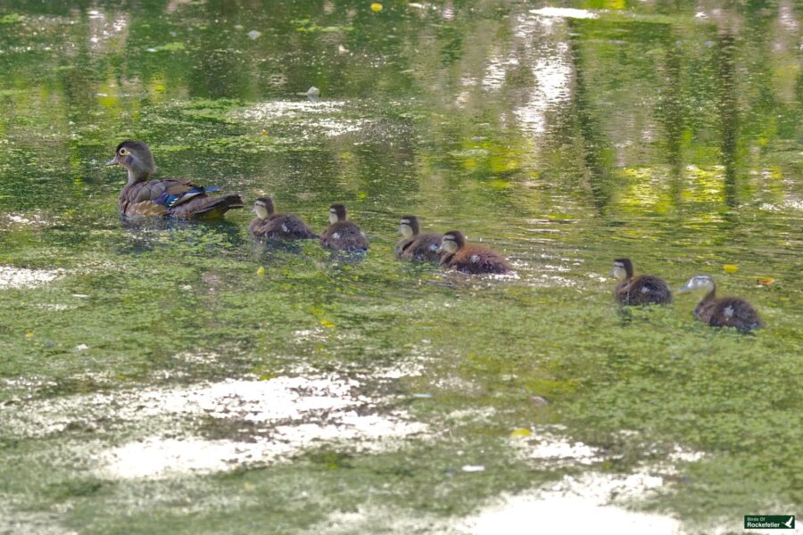 A duck with its six ducklings swims on a slightly reflective, greenish pond surrounded by floating water plants.