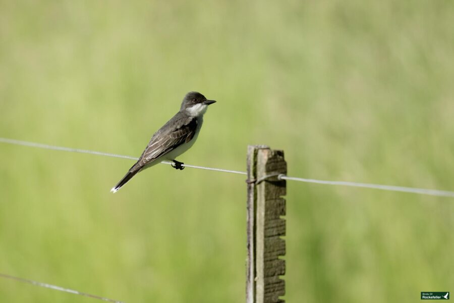 A small bird with dark gray and white plumage perches on a wire fence against a blurred green background.