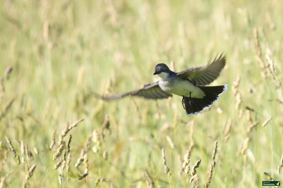 A bird hovers with outstretched wings above tall grass in a green field.