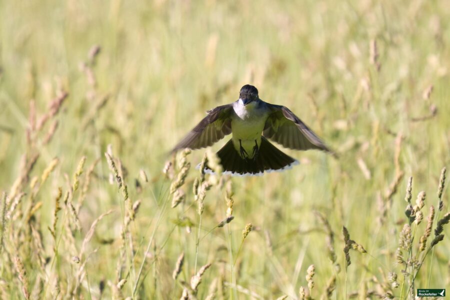 A small bird with open wings hovers above tall grass in a field. The bird is facing forward, and the background is blurred, emphasizing the bird in flight.