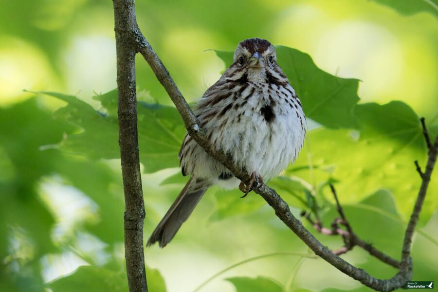 A small brown and white bird with streaked plumage perches on a branch amidst lush green foliage.