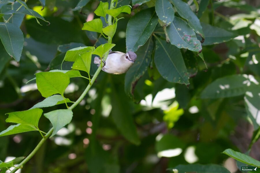 A small bird is perched on a slender, green stem surrounded by lush green leaves. The background is filled with dense foliage.