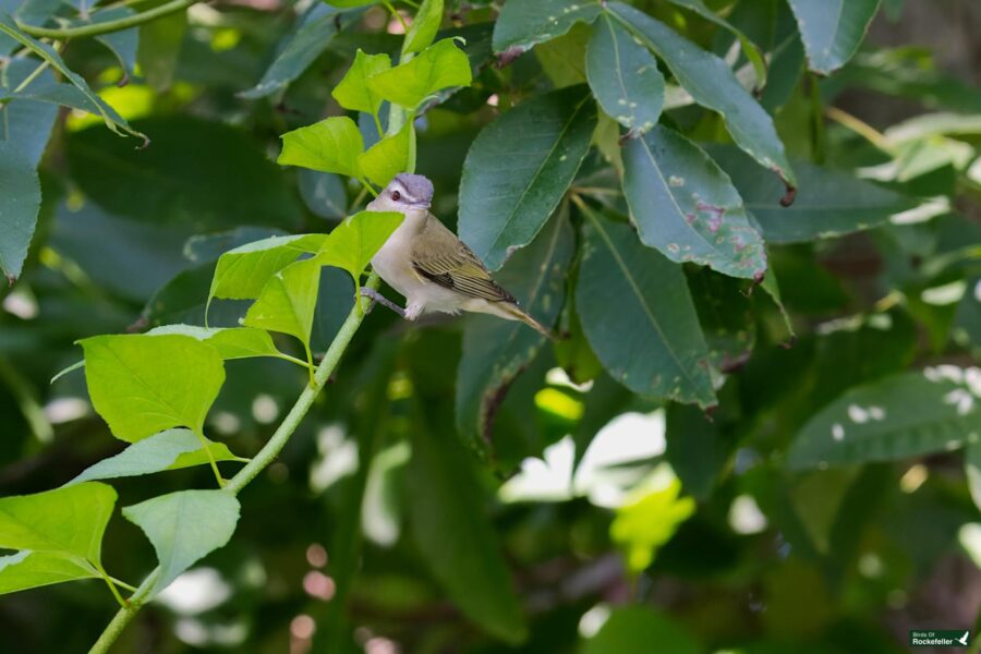 A small bird perched on a green branch surrounded by dense green foliage.