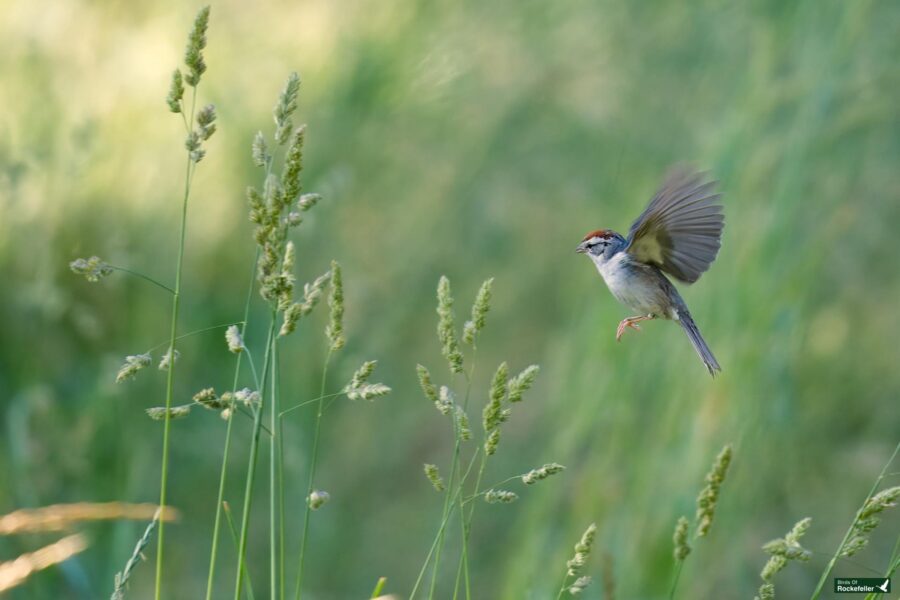 A small bird with a red stripe on its head and brownish feathers hovers in mid-air amidst tall, green grass stems. The background is a blurred mix of green and yellow shades.