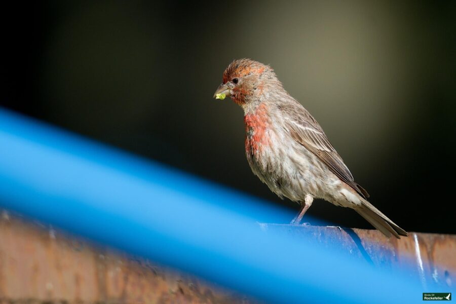 A small bird with red and brown feathers perches on a metallic surface, holding a small green object in its beak. A blue line runs across the foreground.